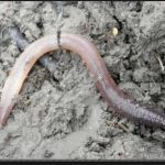 earthworm