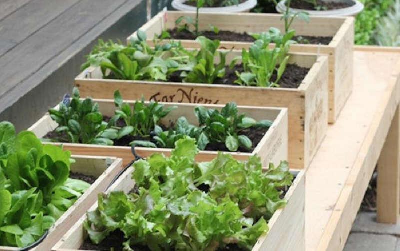 Vegetable Gardening in Small Spaces