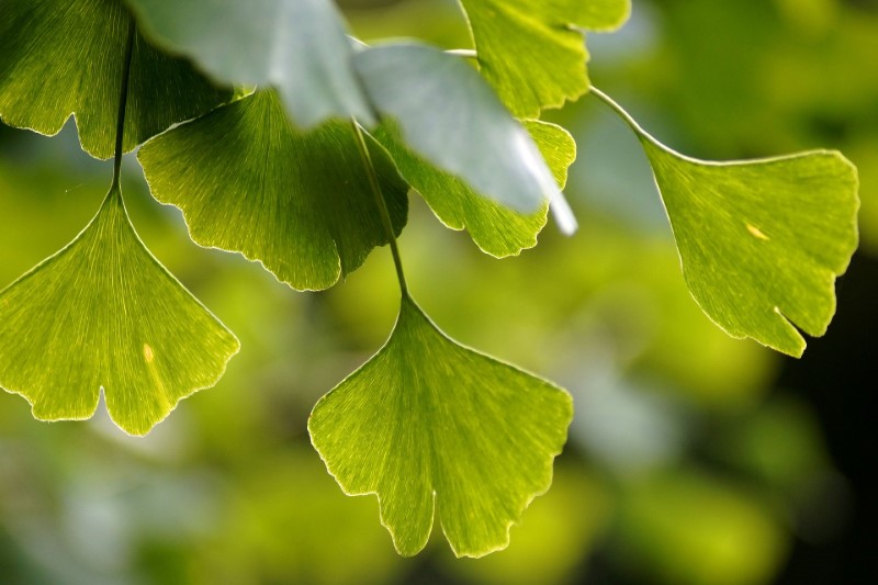 Ginkgo biloba helps maintain memory and mental abilities