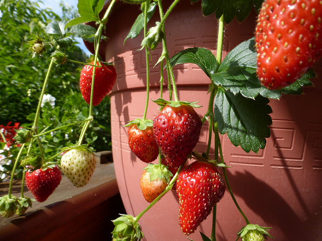 how-to-winterize-potted-strawberry-plants-veggie-garden-zone