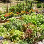 organic-garden