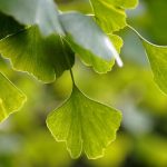 Ginkgo biloba helps maintain memory and mental abilities